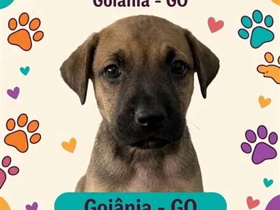Cachorro raça SRD-ViraLata idade Abaixo de 2 meses nome Sem nome