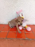 fofinha 