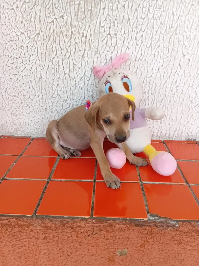 Cachorro raça SRD-ViraLata idade 2 a 6 meses nome fofinha 