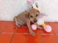 fofinha 