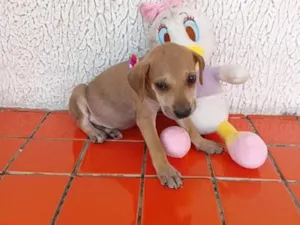 Cachorro raça SRD-ViraLata idade 2 a 6 meses nome fofinha 