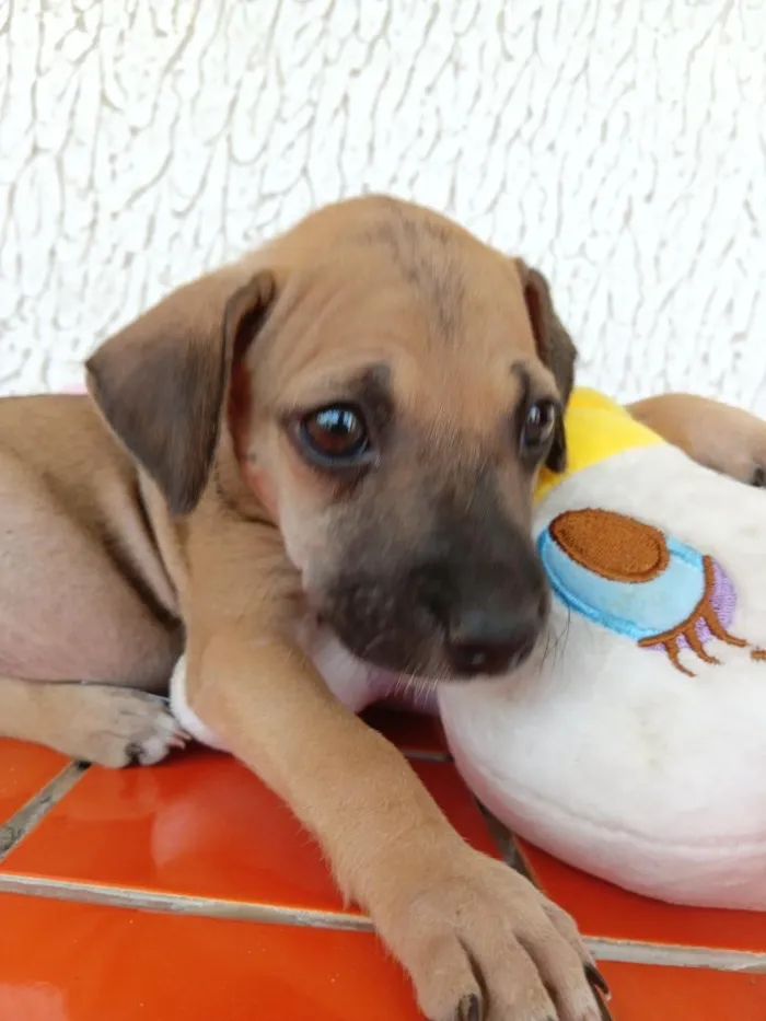 Cachorro raça SRD-ViraLata idade 2 a 6 meses nome lupe 