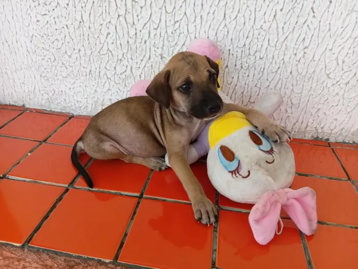 Cachorro raça SRD-ViraLata idade 2 a 6 meses nome lupe 