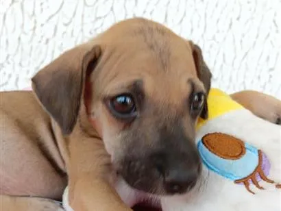 Cachorro raça SRD-ViraLata idade 2 a 6 meses nome lupe 