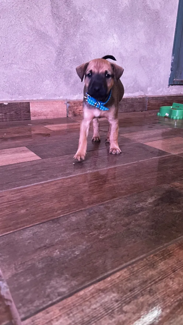 Cachorro raça SRD-ViraLata idade Abaixo de 2 meses nome Sem nome