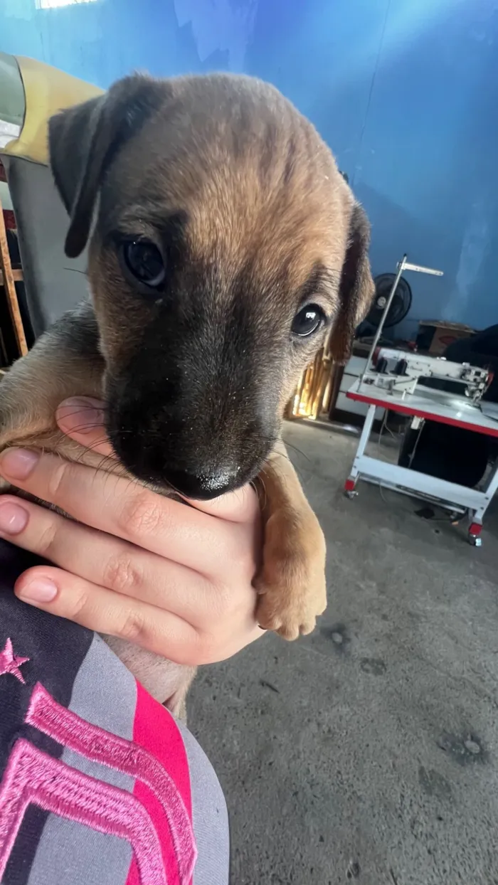 Cachorro raça SRD-ViraLata idade Abaixo de 2 meses nome Sem nome