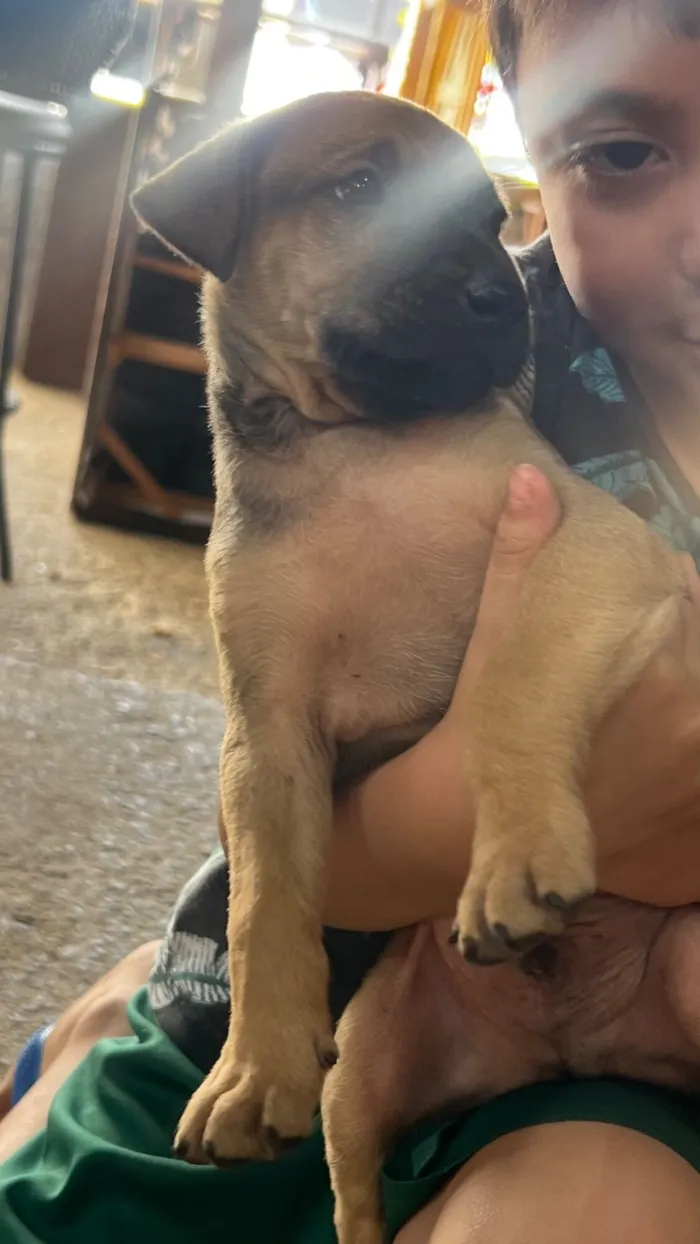 Cachorro raça SRD-ViraLata idade Abaixo de 2 meses nome Sem nome