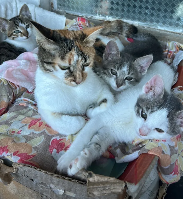 Gato raça SRD-ViraLata idade 2 a 6 meses nome Não tem nomes 