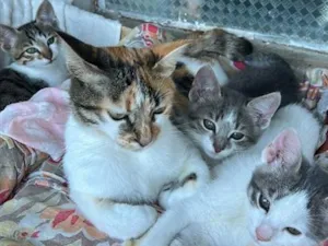 Gato raça SRD-ViraLata idade 2 a 6 meses nome Não tem nomes 
