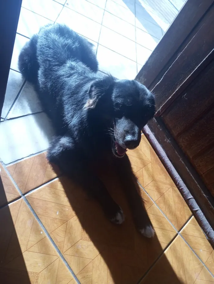 Cachorro raça Pastor Alemão idade 2 anos nome Negão