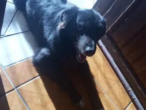 Cachorro raça Pastor Alemão idade 2 anos nome Negão