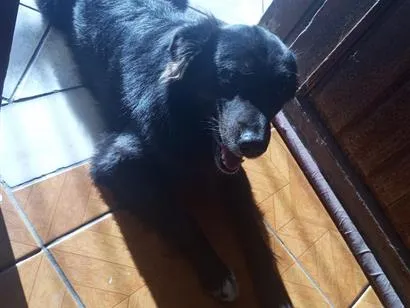 Cachorro raça Pastor Alemão idade 2 anos nome Negão