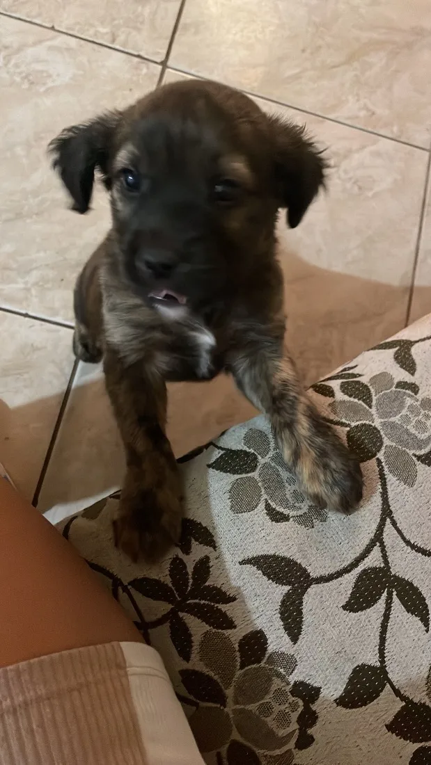 Cachorro raça SRD-ViraLata idade 2 a 6 meses nome zayon