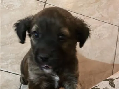 Cachorro raça SRD-ViraLata idade 2 a 6 meses nome zayon