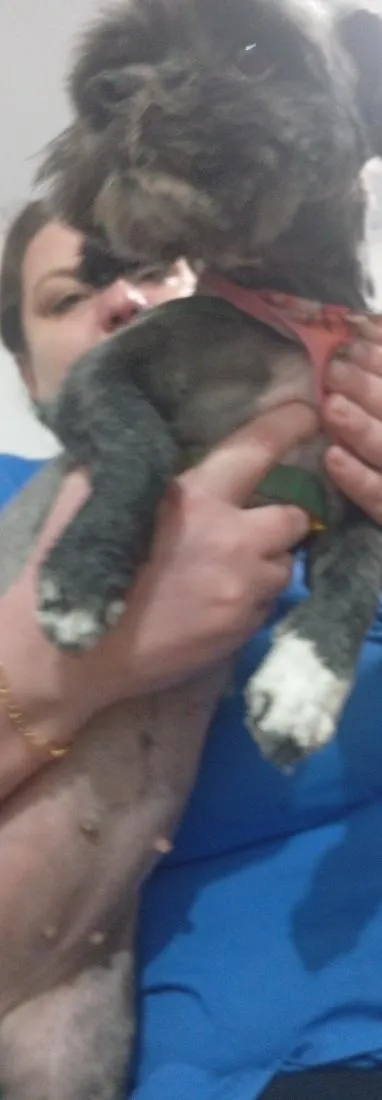 Cachorro raça Lhasa Apso idade 3 anos nome amora 
