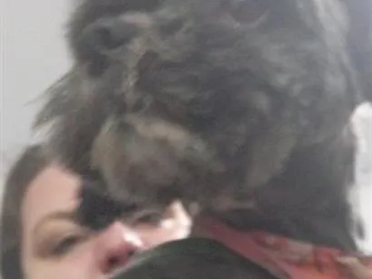 Cachorro raça Lhasa Apso idade 3 anos nome amora 