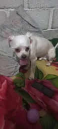 charlie