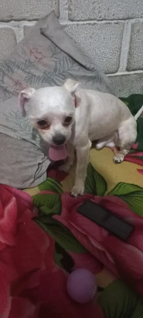 Cachorro raça SRD-ViraLata idade 5 anos nome charlie