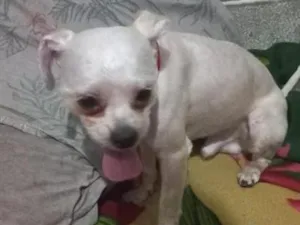 Cachorro raça SRD-ViraLata idade 5 anos nome charlie
