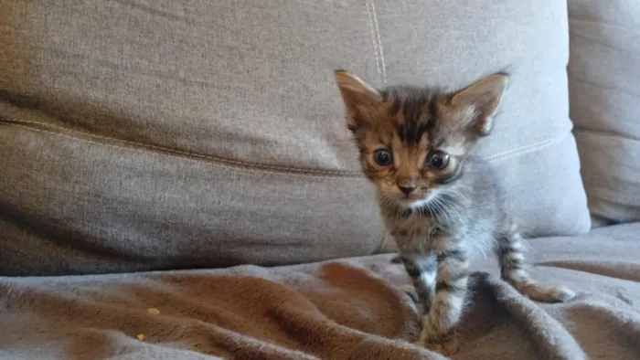 Gato raça SRD-ViraLata idade 2 a 6 meses nome Billie Jean