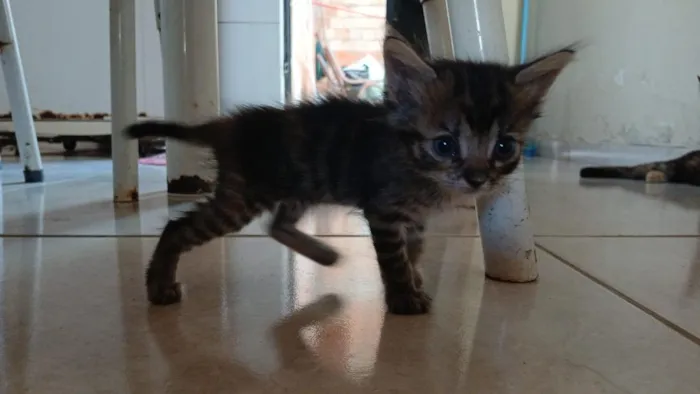 Gato raça SRD-ViraLata idade 2 a 6 meses nome Billie Jean