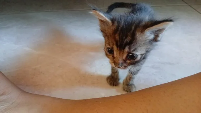 Gato raça SRD-ViraLata idade 2 a 6 meses nome Billie Jean