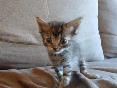 Gato raça SRD-ViraLata idade 2 a 6 meses nome Billie Jean