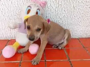 Cachorro raça SRD-ViraLata idade 2 a 6 meses nome fofinha 