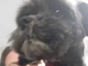 Cachorro raça Lhasa Apso idade 3 anos nome amora 
