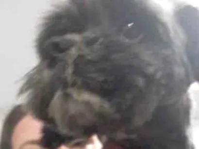 Cachorro raça Lhasa Apso idade 3 anos nome amora 