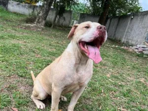 Cachorro raça Pit-Bull idade 4 anos nome Koa