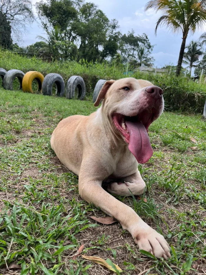 Cachorro raça Pit-Bull idade 4 anos nome Koa