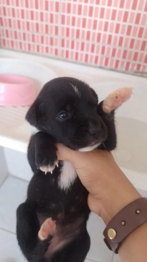 Cachorro raça SRD-ViraLata idade Abaixo de 2 meses nome não tem nome