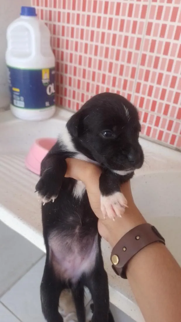 Cachorro raça SRD-ViraLata idade Abaixo de 2 meses nome não tem nome