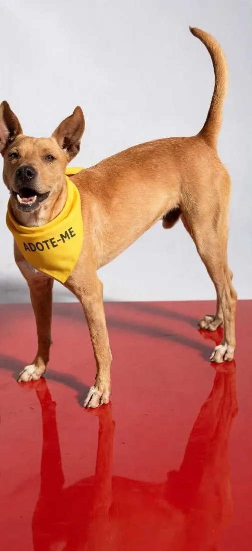 Cachorro raça SRD-ViraLata idade 2 anos nome Neymar