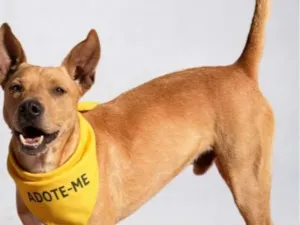 Cachorro raça SRD-ViraLata idade 2 anos nome Neymar