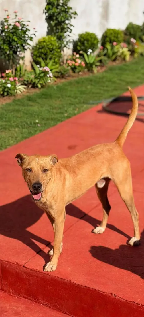 Cachorro raça SRD-ViraLata idade 2 anos nome Neymar
