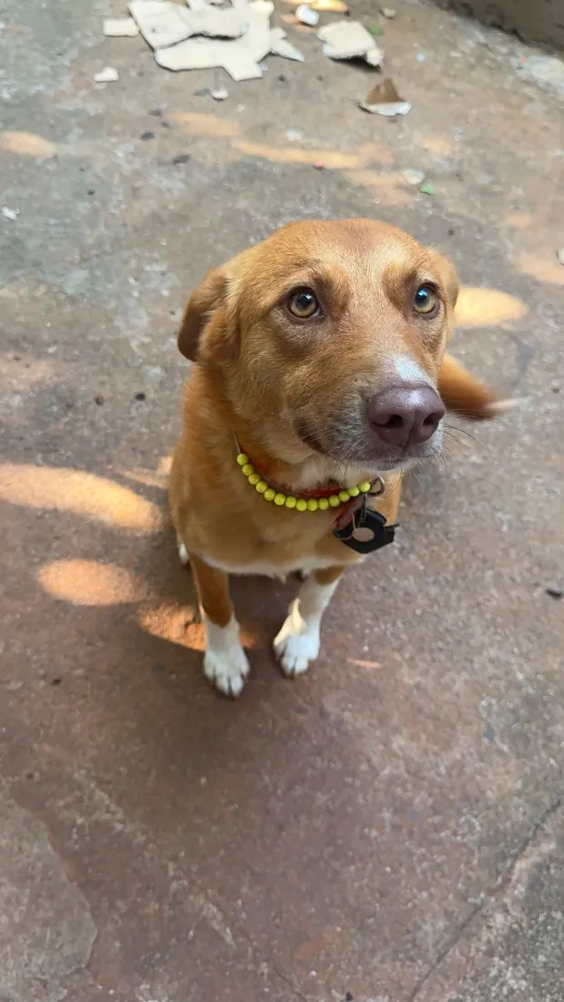 Cachorro raça SRD-ViraLata idade 2 anos nome Jade