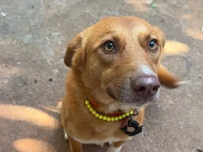 Cachorro raça SRD-ViraLata idade 2 anos nome Jade