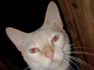 Gato raça Angorá idade 7 a 11 meses nome Floquinho 