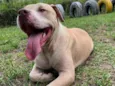 Koa