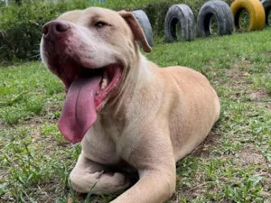 Cachorro raça Pit-Bull idade 4 anos nome Koa