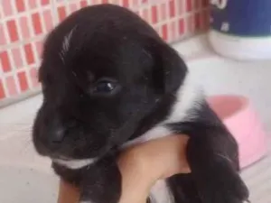 Cachorro raça SRD-ViraLata idade Abaixo de 2 meses nome não tem nome