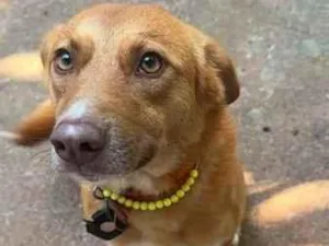 Cachorro raça SRD-ViraLata idade 2 anos nome Jade