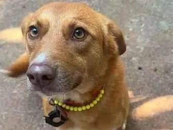 Cachorro raça SRD-ViraLata idade 2 anos nome Jade