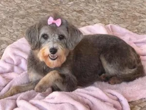 Cachorro raça SRD-ViraLata idade 3 anos nome Mônica