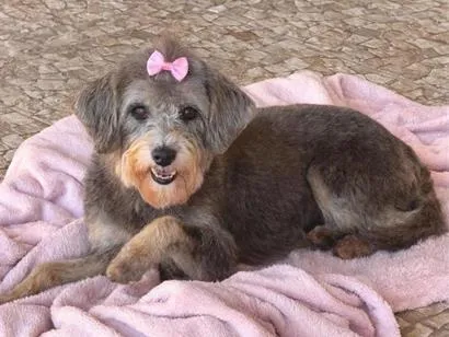 Cachorro raça SRD-ViraLata idade 3 anos nome Mônica