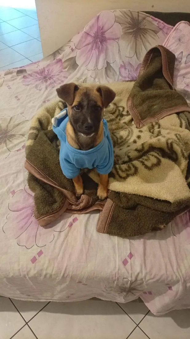 Cachorro raça SRD-ViraLata idade 2 a 6 meses nome Max
