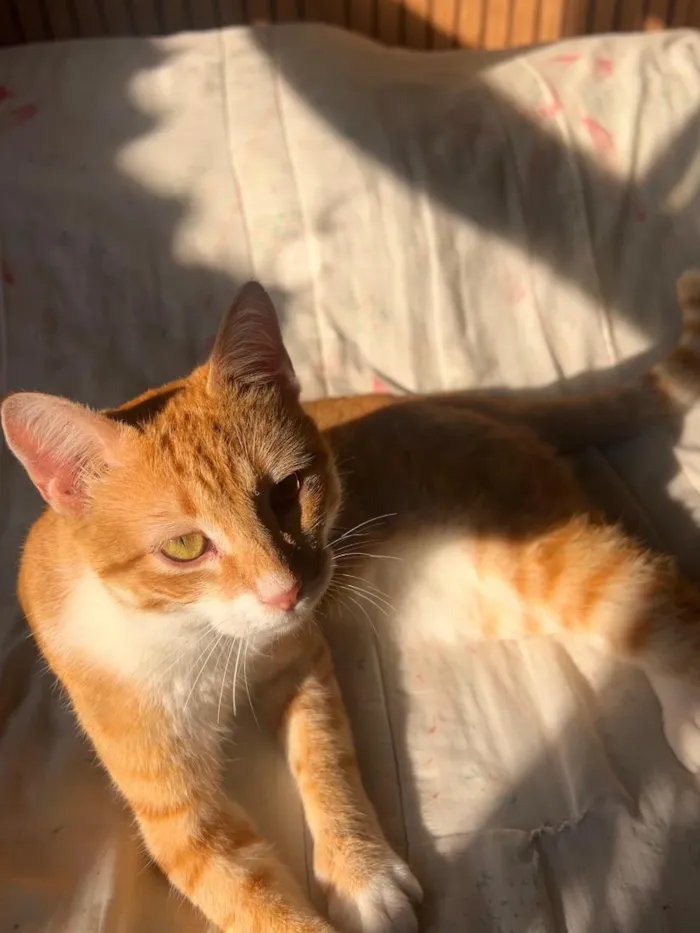 Gato raça SRD-ViraLata idade 1 ano nome Ninho