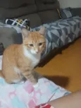 Ninho